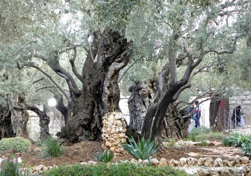 gethsemane-556051_640