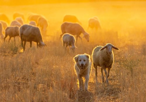 herd-6554180_1280